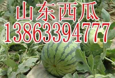 娱乐吃瓜酱重庆山东,揭秘重庆与山东的美食文化碰撞  第3张